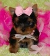 AFFECTIONATE TEACUP YORKIE PUPPIES FOR ADOPTION